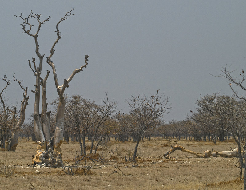 Okaukuejo, Moringa